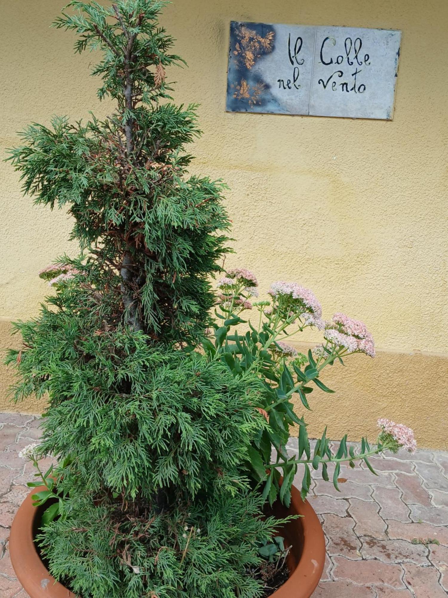 Casa Vacanza Il Colle Del Vento Calosso ภายนอก รูปภาพ
